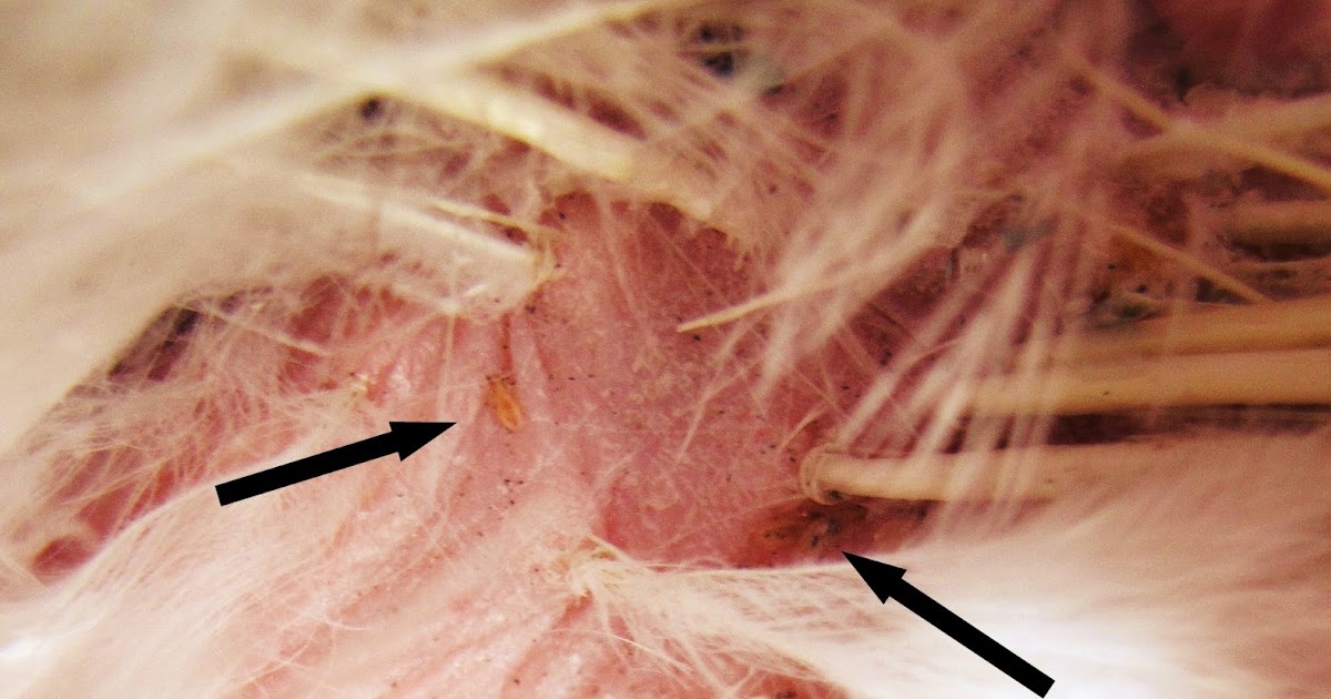 Ideas How to get rid of lice in chicken coop