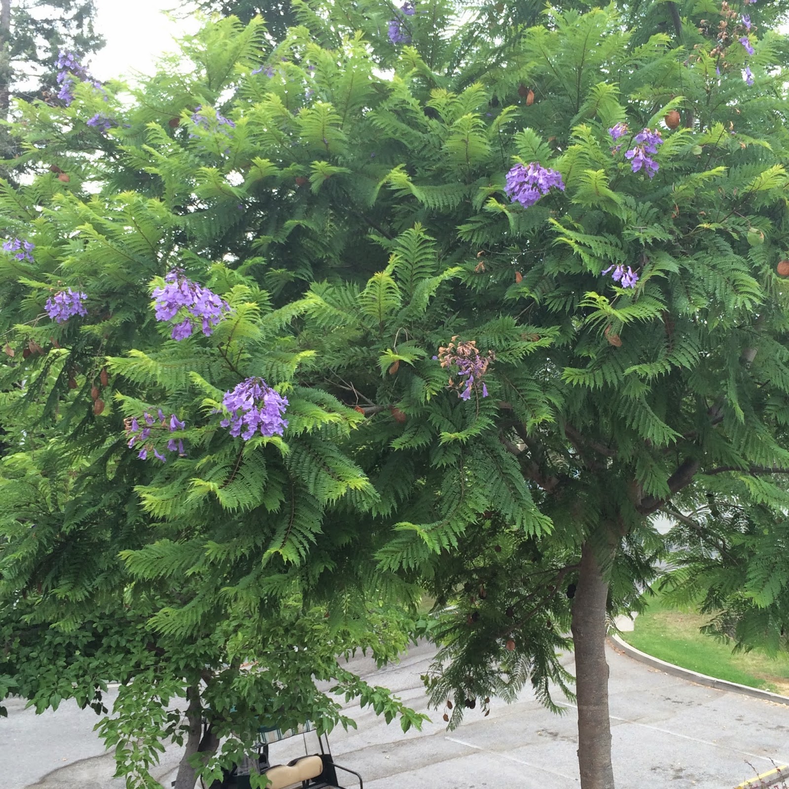 Trees of Santa Cruz County Jacaranda mimosifolia Jacaranda