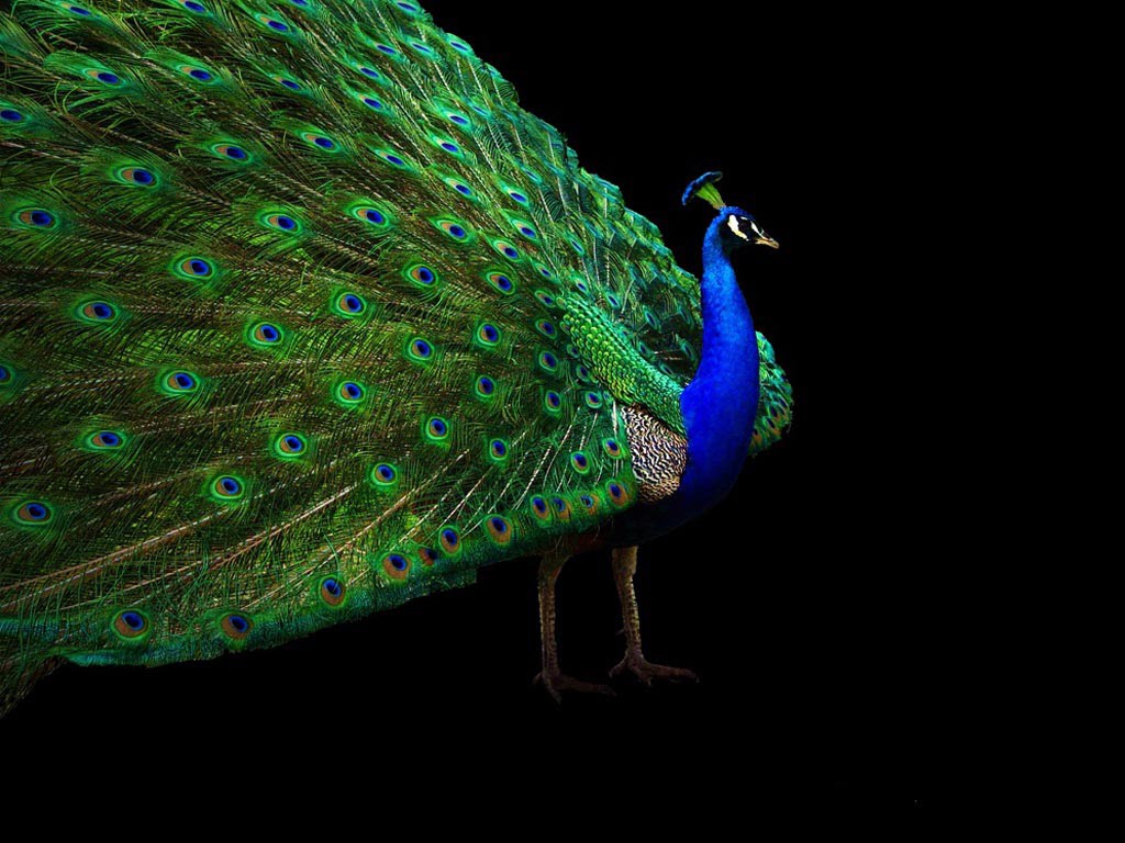 Desktop Nature Wallpaper Indian Blue Peacock Free | desktop nature wallpaper indian blue peacock free Desktop Nature Wallpaper Indian Blue Peacock Free | desktop nature wallpaper indian blue peacock free