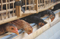 Ayam Kampung Banyuwangi