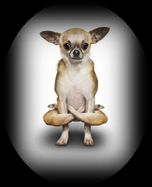 Dan Borris | Professional photographer | Yoga Dogs and Kittens