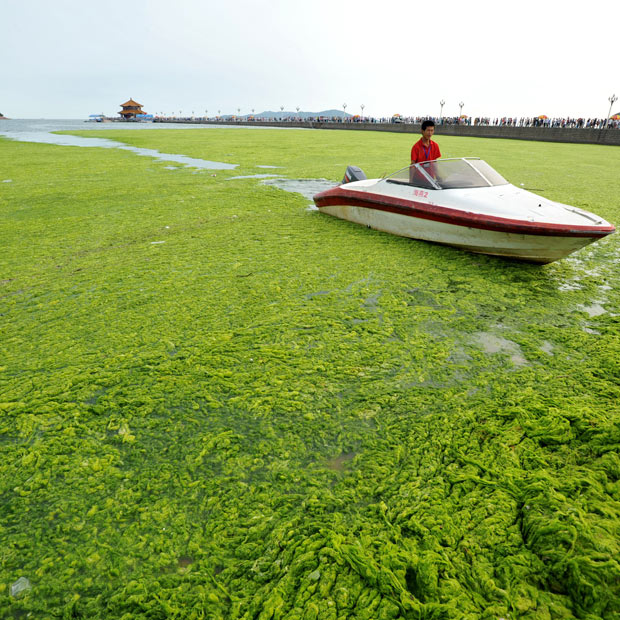 பாசிக்குள் என்னதான் செய்கிறார்கள். Algae+In+China+boat