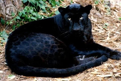 black leopard or panther black leopard panther