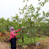 Libur Panjang, Kebun Jambu Marina Jadi Favorit Di Tanjungriau