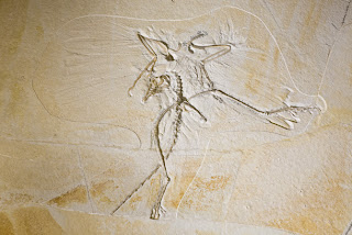Archaeopteryx.jpg