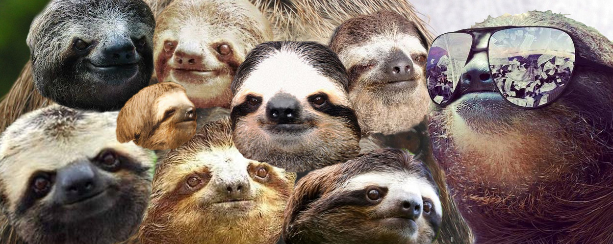 Dazed and Confused : I Like Them Sloths