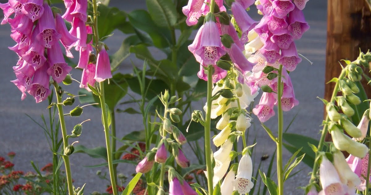 I Love My Garden Foxgloves really do reseed!
