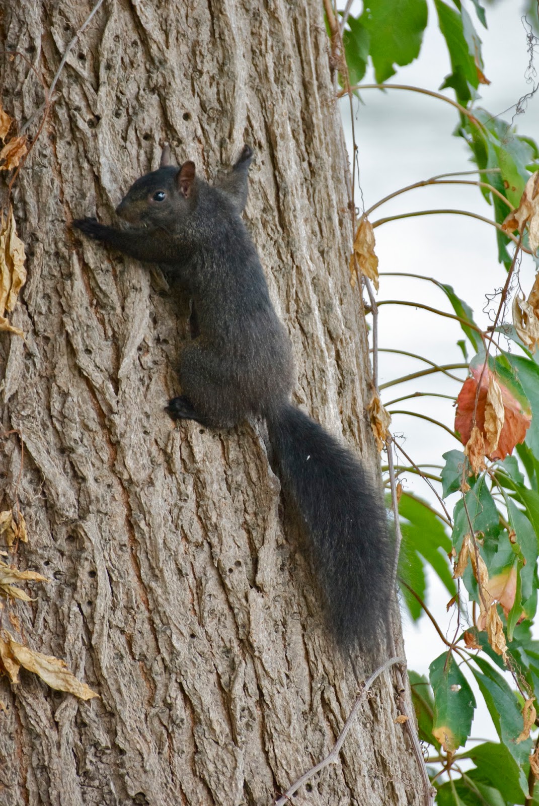 Savoring Servant Watch out for the rabid Stand Your Ground Squirrels