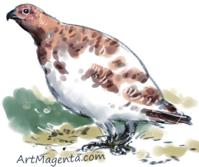 Willow Grouse Willow Grouse sketch painting. Bird art drawing by illustrator Artmagenta.