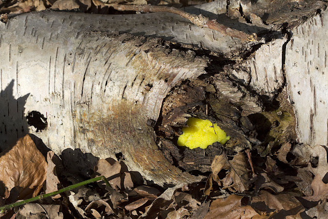 Yellow slime mould ,a Myxomycete. Hayes Common, 27 March 2012. Yellow slime mould, a Myxomycete. Hayes Common, 27 March 2012.