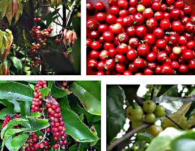 manfaat buah loba lobi manfaat buah loba lobi