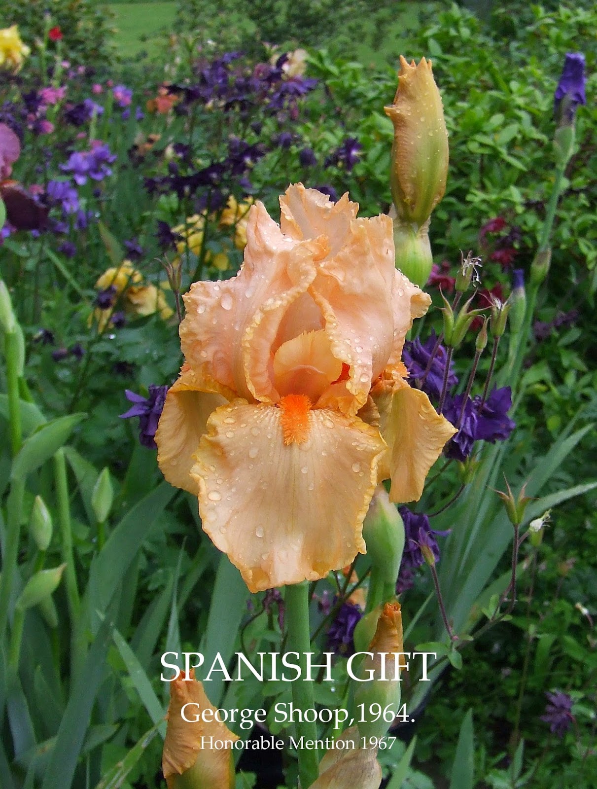 Tall Bearded Iris SPANISH GIFT HERITAGE IRISES