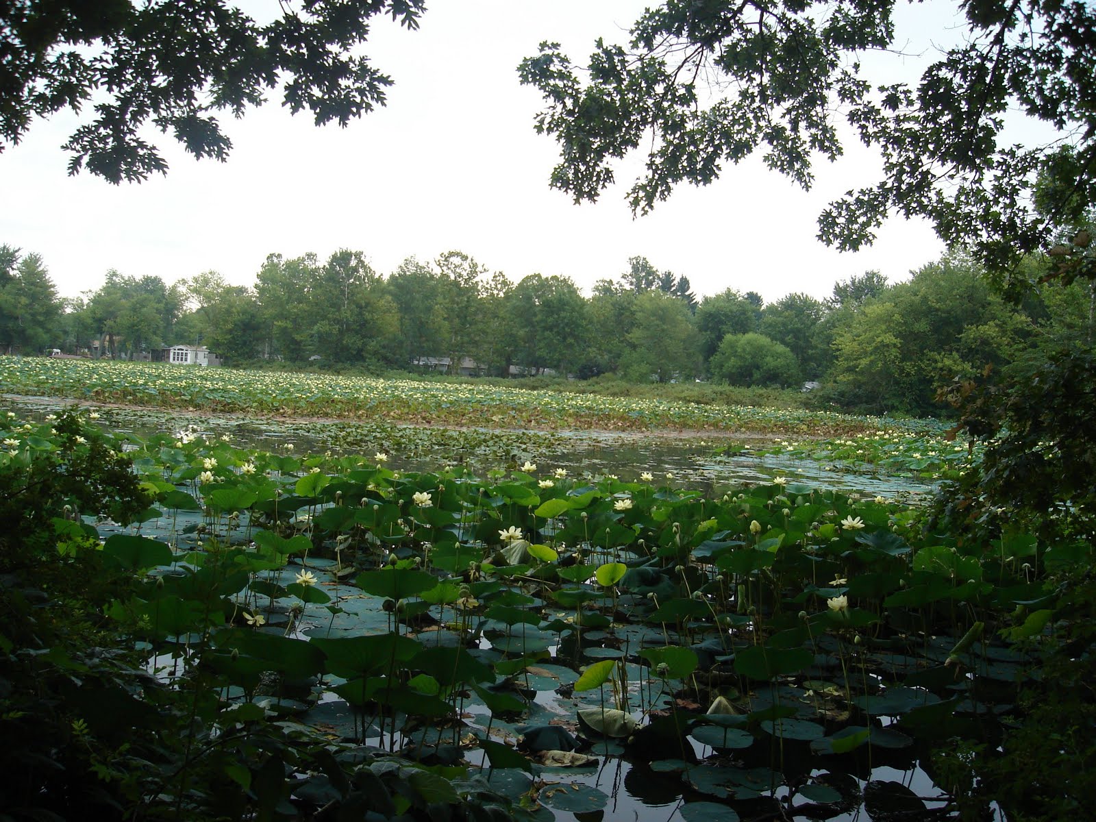 Jade Garden Lake Lemon With Lotus Flowers