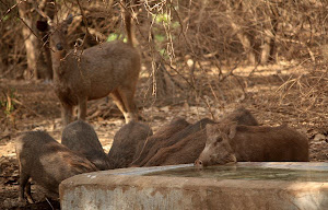 A group of Wild Boar at a Water -Tank:- Photo Sudhir.Bhakta.