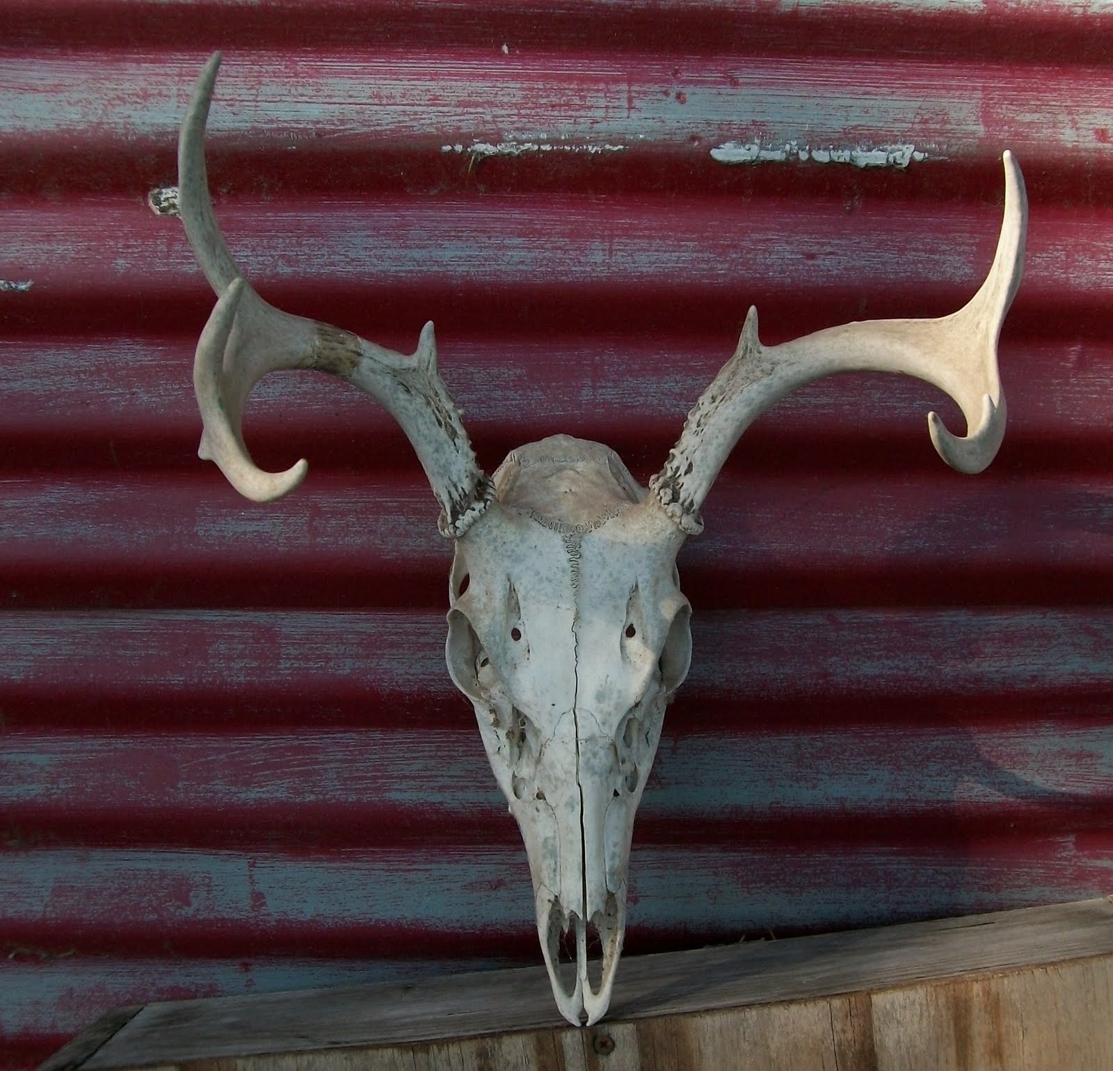 Estate Sale Services 409.750.3688 Roland Dressler Deer Antlers Skull Antler rack Texas wildlife