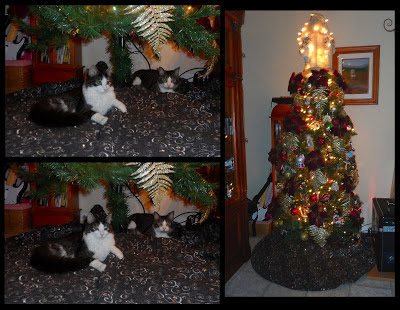 Anakin The Two legged Cat's Christmas Tree