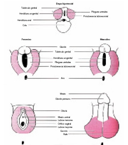 GENITAL FEMENINO EXTERNOS genital femenino externos:
