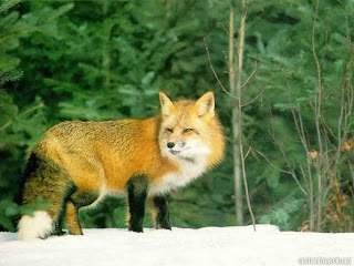 fox animal wallpaper rubah red gold species dog fox animal wallpaper rubah red gold species dog