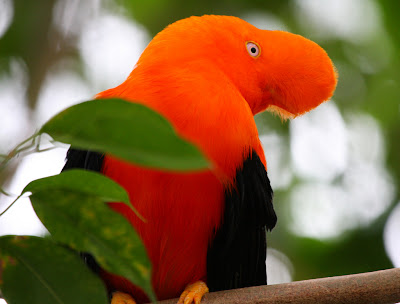 Orange sort of hairy-looking tropical bird with no beak but a big orange nose
