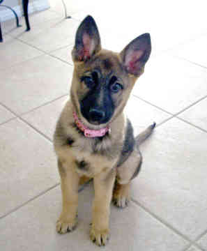 miniature german shepherd puppies miniature german shepherd miniature german shepherd puppies miniature german shepherd