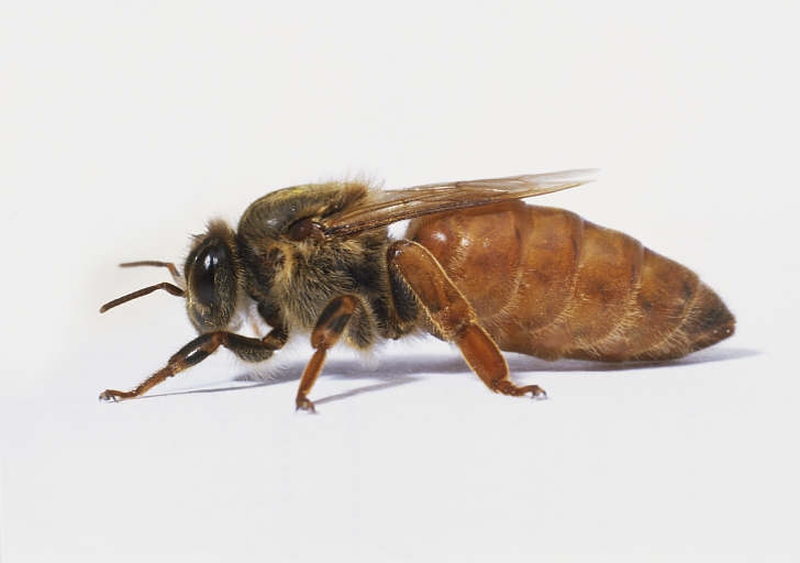 EPIC Creature of the Month! Queen Bee