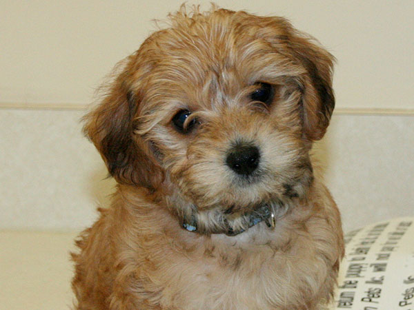 Adult yorkie poo picture opinion you Remarkable, very Adult yorkie poo picture