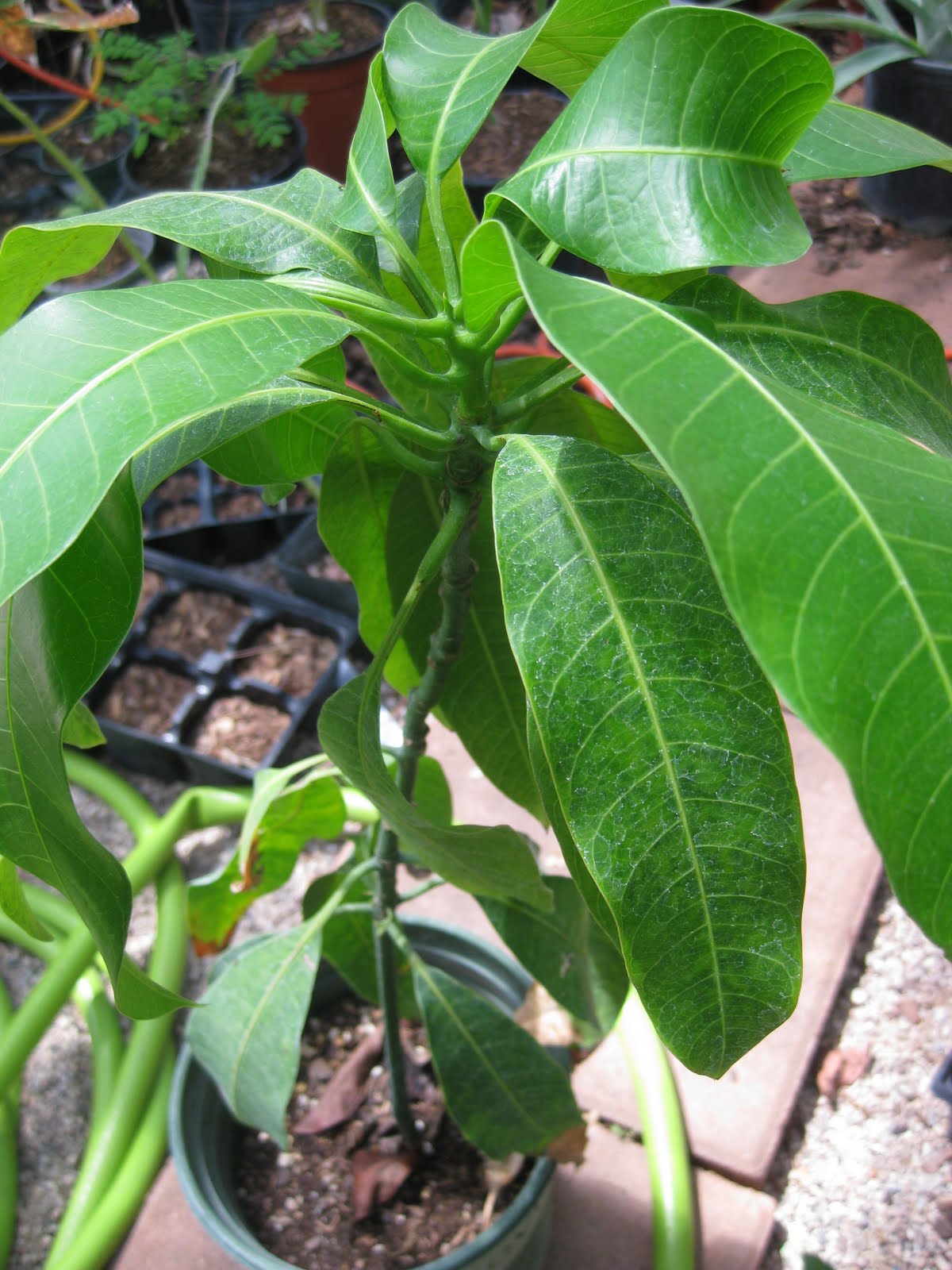 Edible Tropicals How to Grow Mangoes from seed