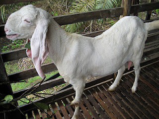 harga kambing jamnapari