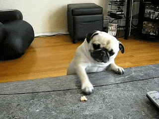 Come here cookie