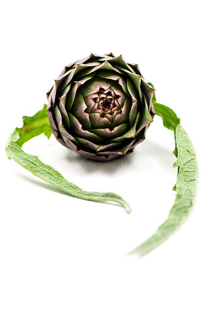 Globe artichoke with leaves front shot