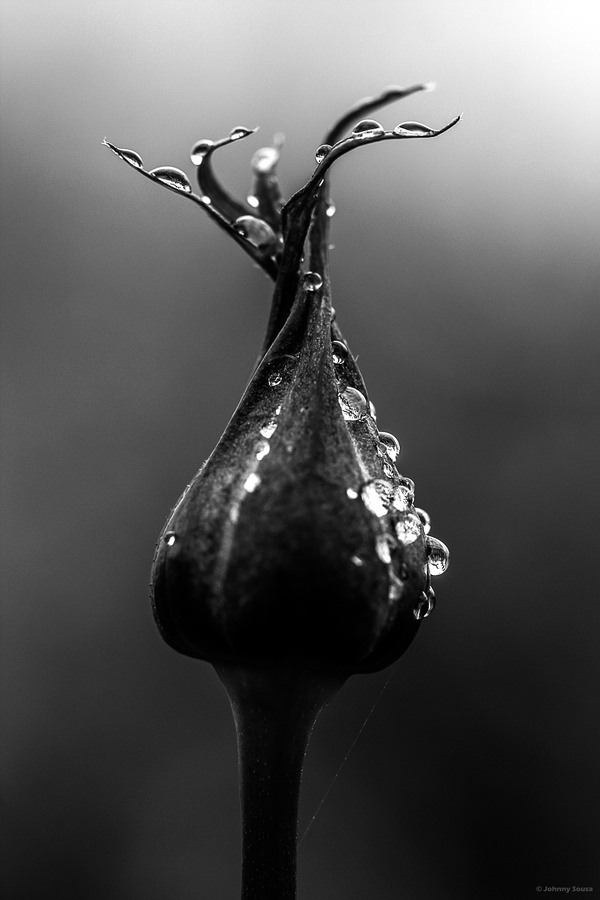 amazing black and white