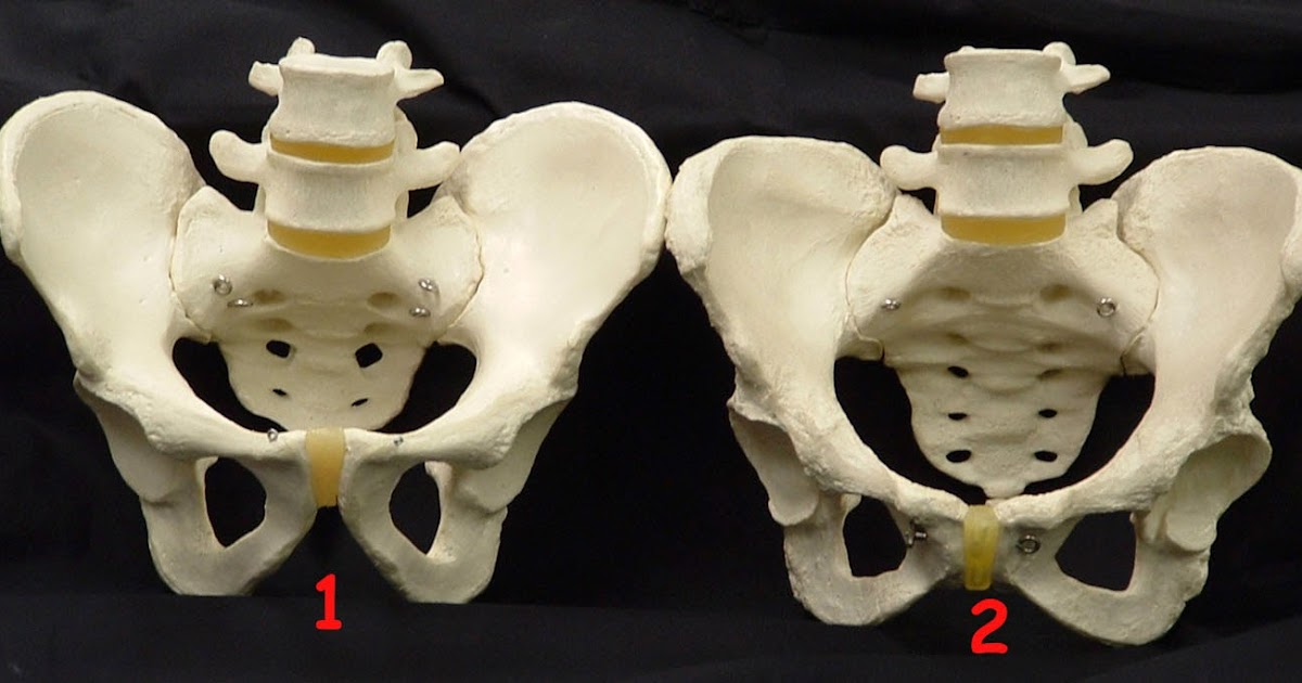 Biology Diagrams,Images,Pictures of Human anatomy and physiology Male