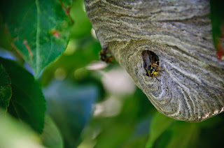 Wasp Nest