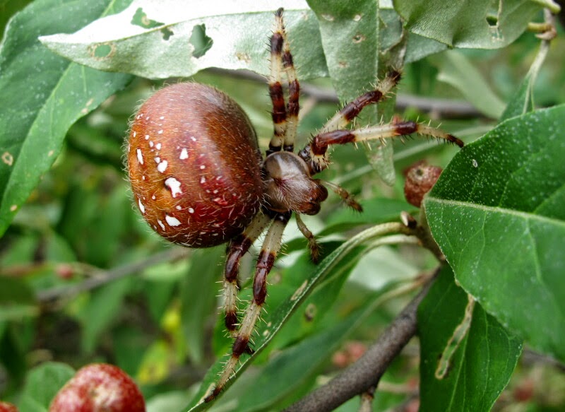 Joyce Road Spiders Shamrock Orb Weaver