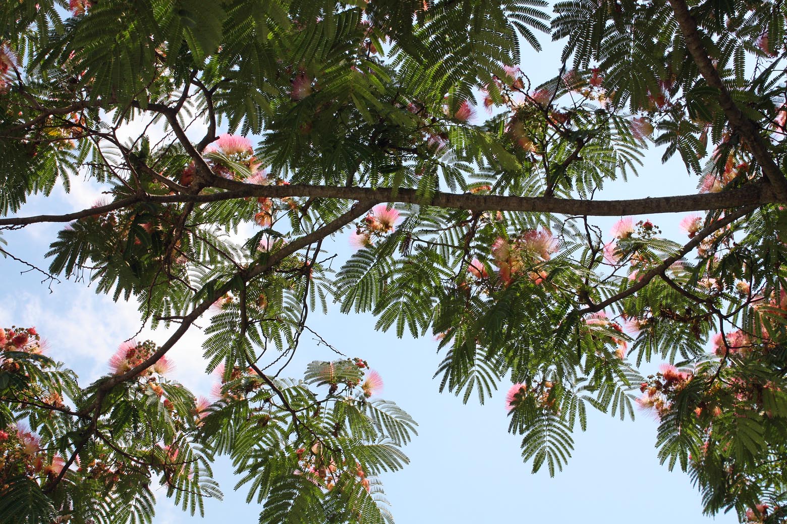 Southern Lagniappe Mimosa The Sleeping Tree