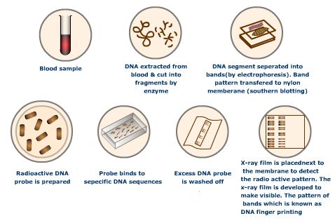 the importance of dna testing in solving crimes For both violent and property crimes, dna technology is often the critical factor in prosecuting the guilty and exonerating the innocent the amount of evidence requiring dna testing has contributed to significant backlogs of forensic analysis throughout the. the importance of dna testing in solving crimes For both violent and property crimes, dna technology is often the critical factor in prosecuting the guilty and exonerating the innocent the amount of evidence requiring dna testing has contributed to significant backlogs of forensic analysis throughout the.