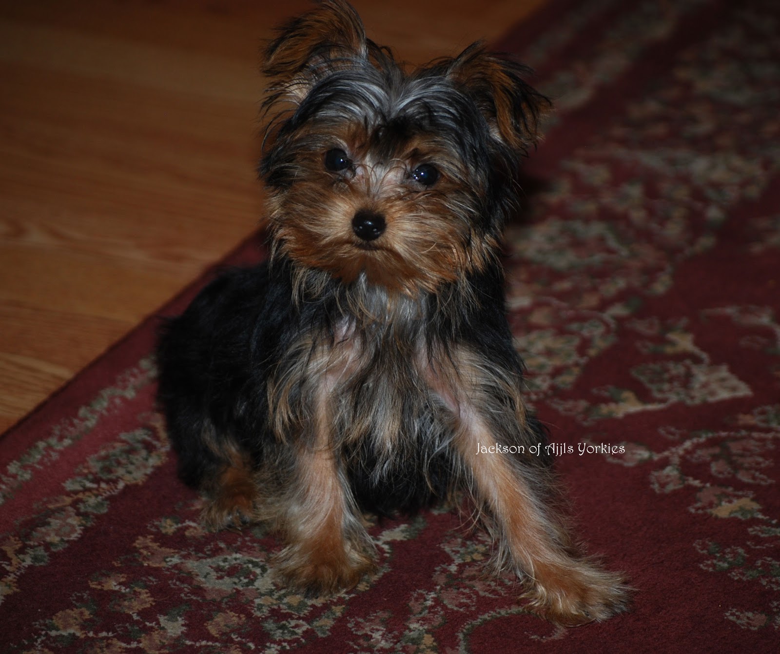 teacup yorkie poo white black and white yorkie poo puppies breeds picture teacup yorkie poo white black and white yorkie poo puppies breeds picture