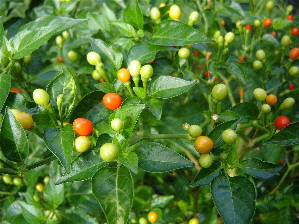 Image Gallery habanero pepper plant