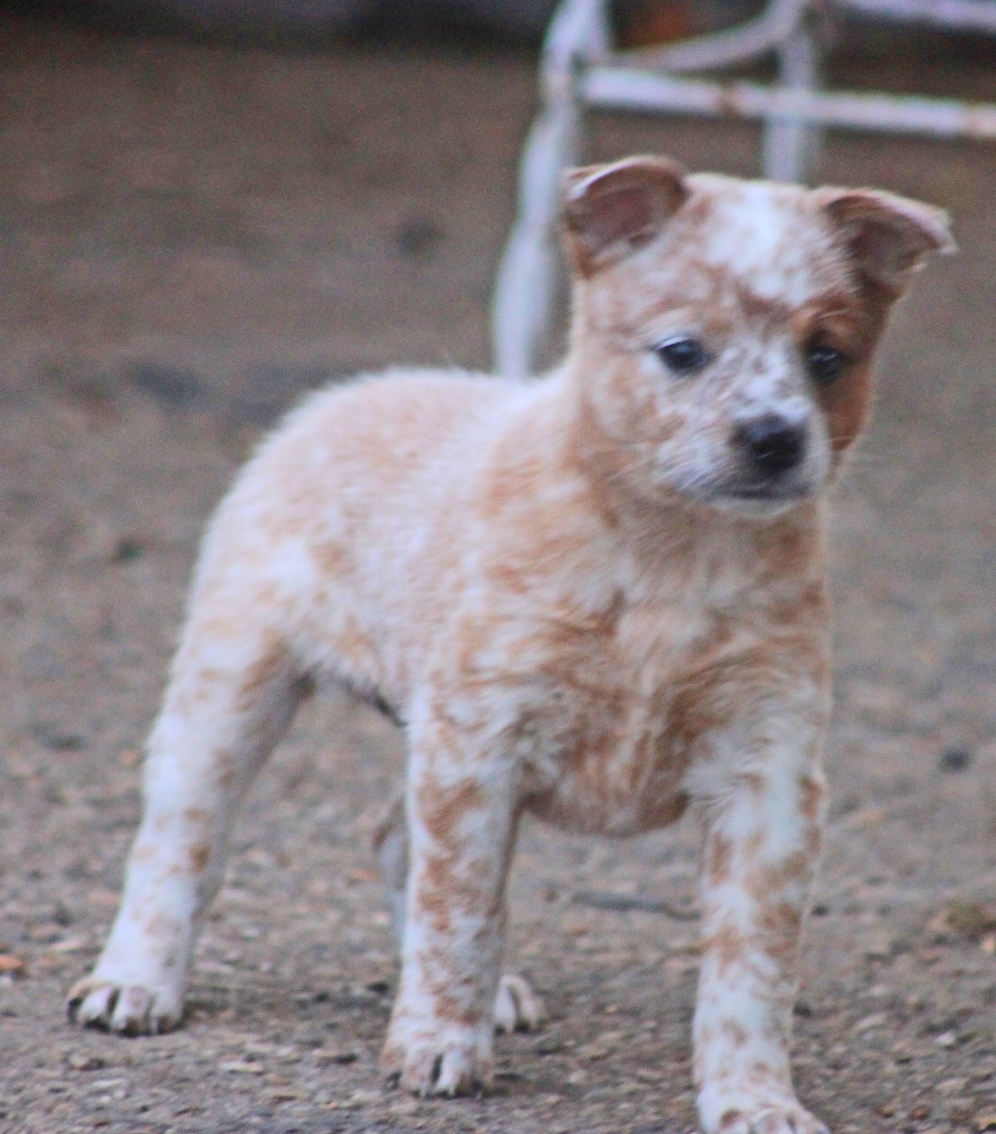 queensland puppies queensland heeler puppy dogs for sale in ventura county southern image breeds queensland puppies queensland heeler puppy dogs for sale in ventura county southern image breeds