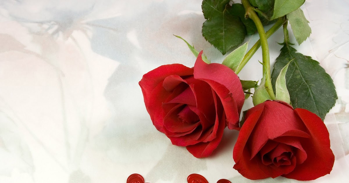 Flower Photos Two Red Roses