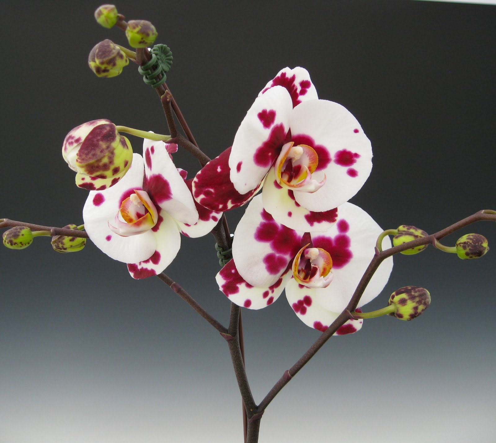 Mother's Day Orchid Flowers Orchidaceous! Orchid Blog