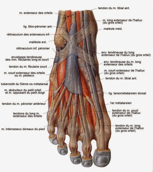 ANATOMIE