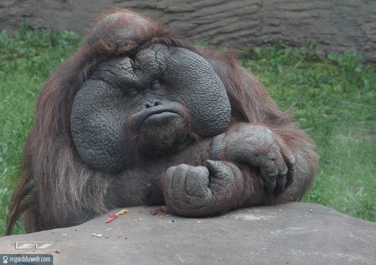 humour-drole-insolite-animal-singe-goril