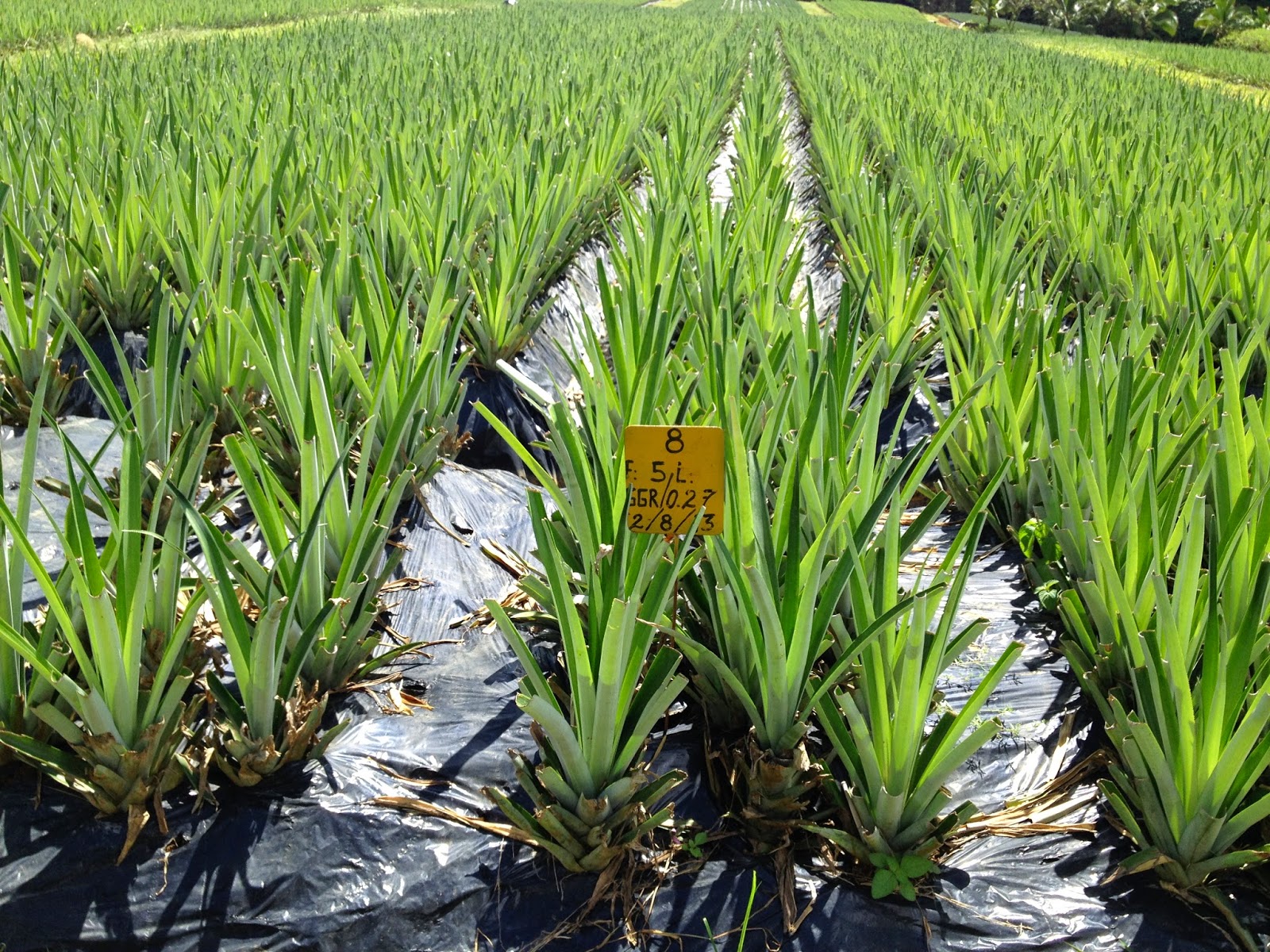 The Pineapple Express (IPO Publication) PHILIPPINES HOME TO THE WORLD'S LARGEST PINEAPPLE FARM