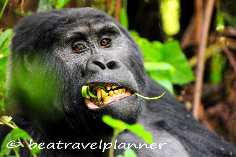 Gorilla - Bwindi Impenetrable National Park