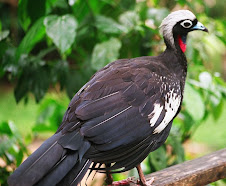 Fauna Bacia Taquari-Antas - Fonte: Aepan-ONG - Série: Aves