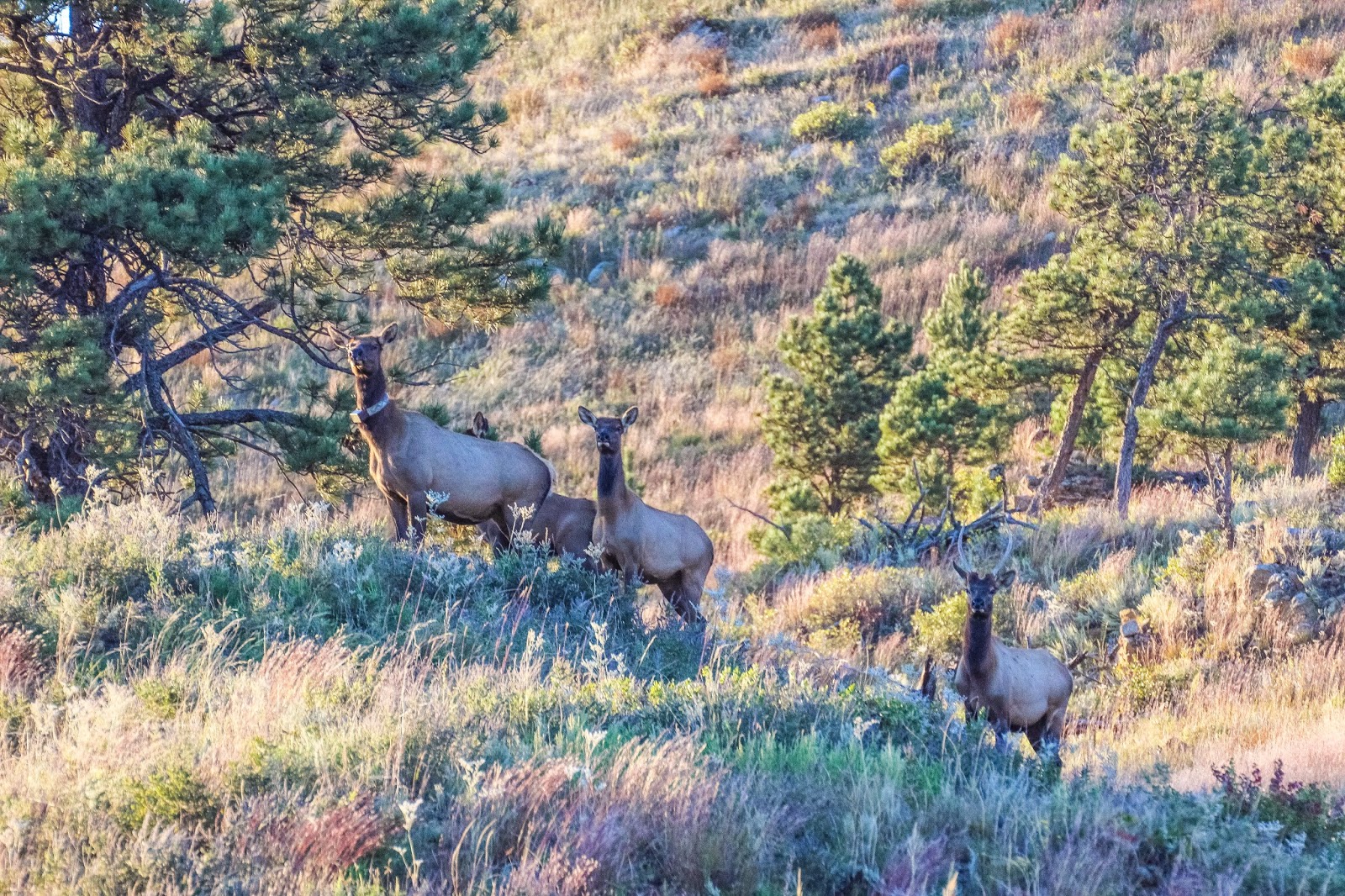 Cannundrums Rocky Mountain Elk South Dakota