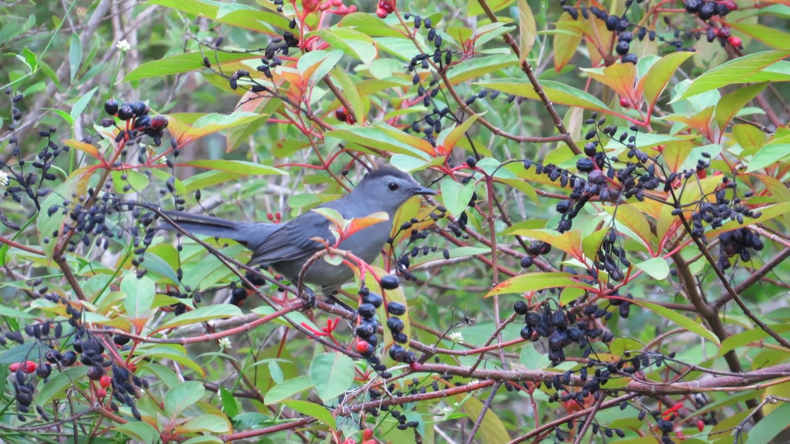 Catbird at the Lighthouse