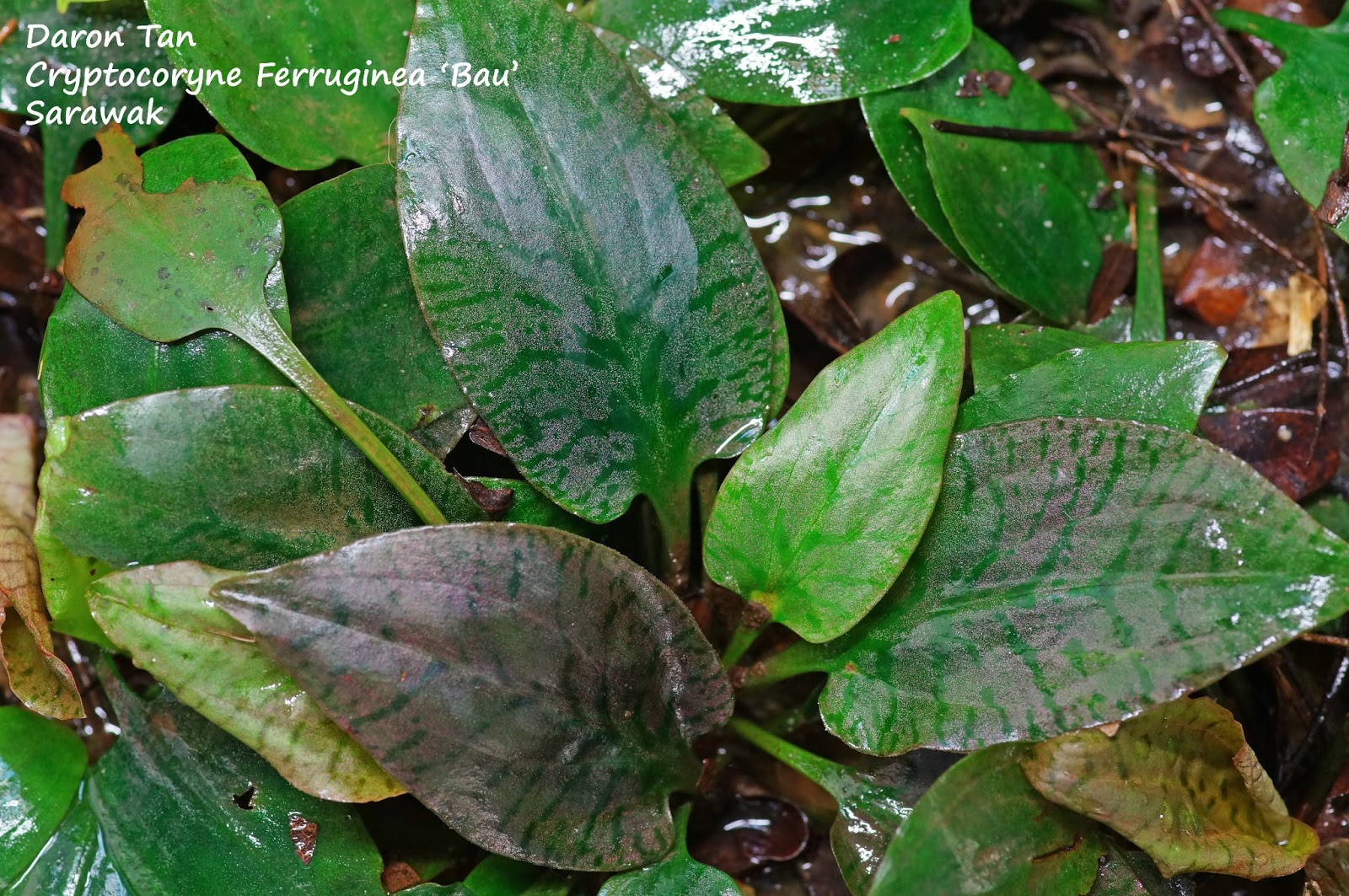 Borneo Echo Streams Cryptocoryne Ferruginea and Sp "Golden Ring"