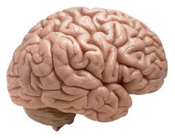 50 Situations That Can Kill Brain Cells